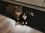 Katzenbilder